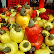 Raw Cashew Nuts
